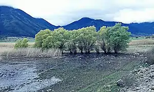 Trees at the lake