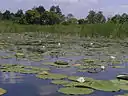 White lilies of the Vorskla River in July 2005