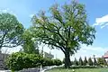 Ancient oak in downtown Horodok