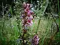 red bartsia