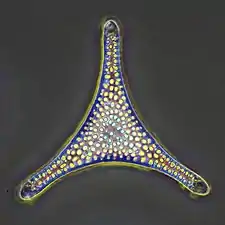 Fossil diatom