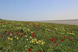 In steppe, Iris pumila flowered at the same time as the tulips. Rostov Oblast, Russia