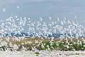 Common tern on Bilosaray Spit, Sea of Azov