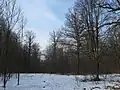 forest in Winter