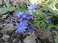 Wild flowers in the reserve