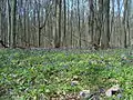 Oaks In Worskla Forest