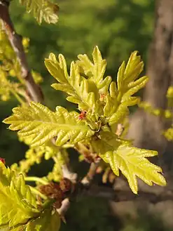 New leaves and pistillate ('female') flowers of Quercus robur