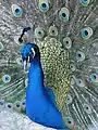 Indian peacock