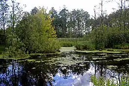 photograph of lake scene