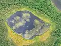 Myllylampi lake with duckweed "islands" photographed from above. Orusjärvi, Pitkyarantsky District, Karelia, Russia.