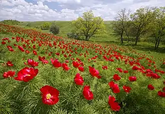 Nature Area 'Thin-Leafed Peony', Rudnyansky District