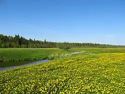 Floodplain of the Bistrica River, Kumyonsky District