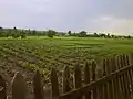 A typical vegetable garden along the Bakhmutka River in Siversk