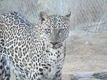 Image 13The critically endangered Arabian leopard (from Wildlife of Yemen)