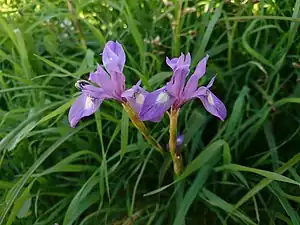 Wild Iris Spuria in Behbahan