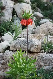 Fritillaria Imperialis in Dena, Iran