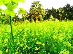 Fields in Magura