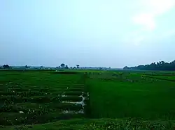 Fields in Zakiganj