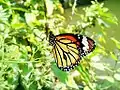 Common tiger butterfliy