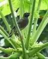 Jungle myna