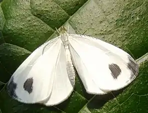 Dorsal view