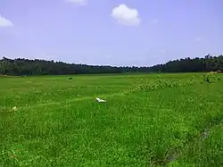 Pottanil paddy fields