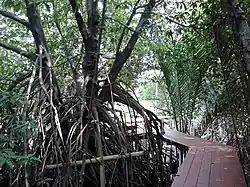 Mangrove trees at Thian Thale, Tha Kham