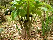 Flowers under canopy