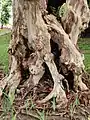 Tree trunks with diameter at breast height tend to be hollow.