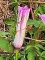 Ipomoea cairica is called "Five-Clawed Golden Dragon" in Chinese.