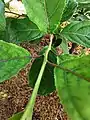 The red violet petioles and main veins of young leaves.