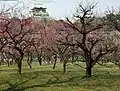 Prunus mume grove in Osaka Castle Park