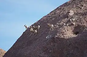 Bighorn sheep (Ovis canadensis) exhibit