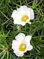 Portulaca grandiflora. 2018 Taichung World Flora Exposition, Taiwan.