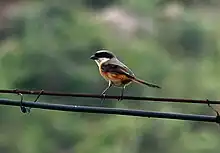 A bird photographed at Caohai.