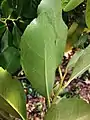 Veins on the underside of leaf.