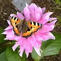 Aglais urticae on Dahlia