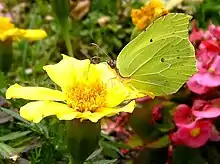 Gonepteryx rhamni, on Tagetes