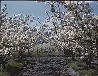 Spring in the apple orchards of Tasmania.