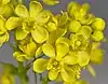 Clusters of yellow flowers surrounded by pointed, waxy green leaves.