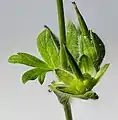 Immature fruit