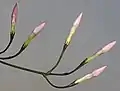 Pink jasmine flower buds