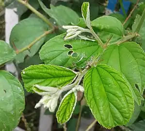 Foliage in Hyderabad, India