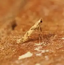 An image of Caloptilia honoratella