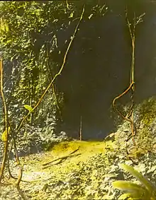 Magic lantern Image of the entrance to the cave of the Ibini Ukpabi oracle at Arochukwu.