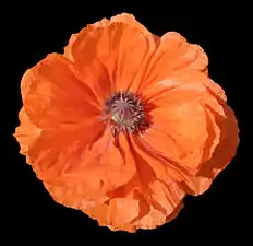 Poppy flower