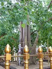 Bodhi Tree at Somawathiya