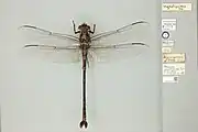 Type specimen, male, held at the Natural History Museum, London