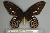 A dorsal/top down view of an adult female Queen Alexandra's birdwing showing the less vivid abdomen and mostly dark brown wings with pale brown markings.