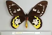 Ornithoptera tithonus tithonus, female ventral view